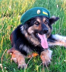 Что подарить на день пограничника?