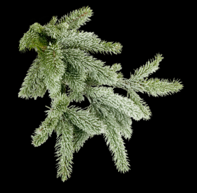 Еловая ветка