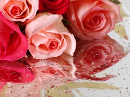 Какие цветы подарить девушке?