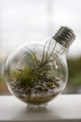 Микротеррариум своими руками