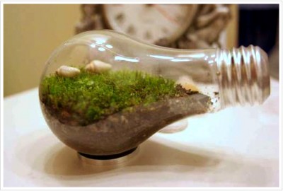 Микротеррариум своими руками